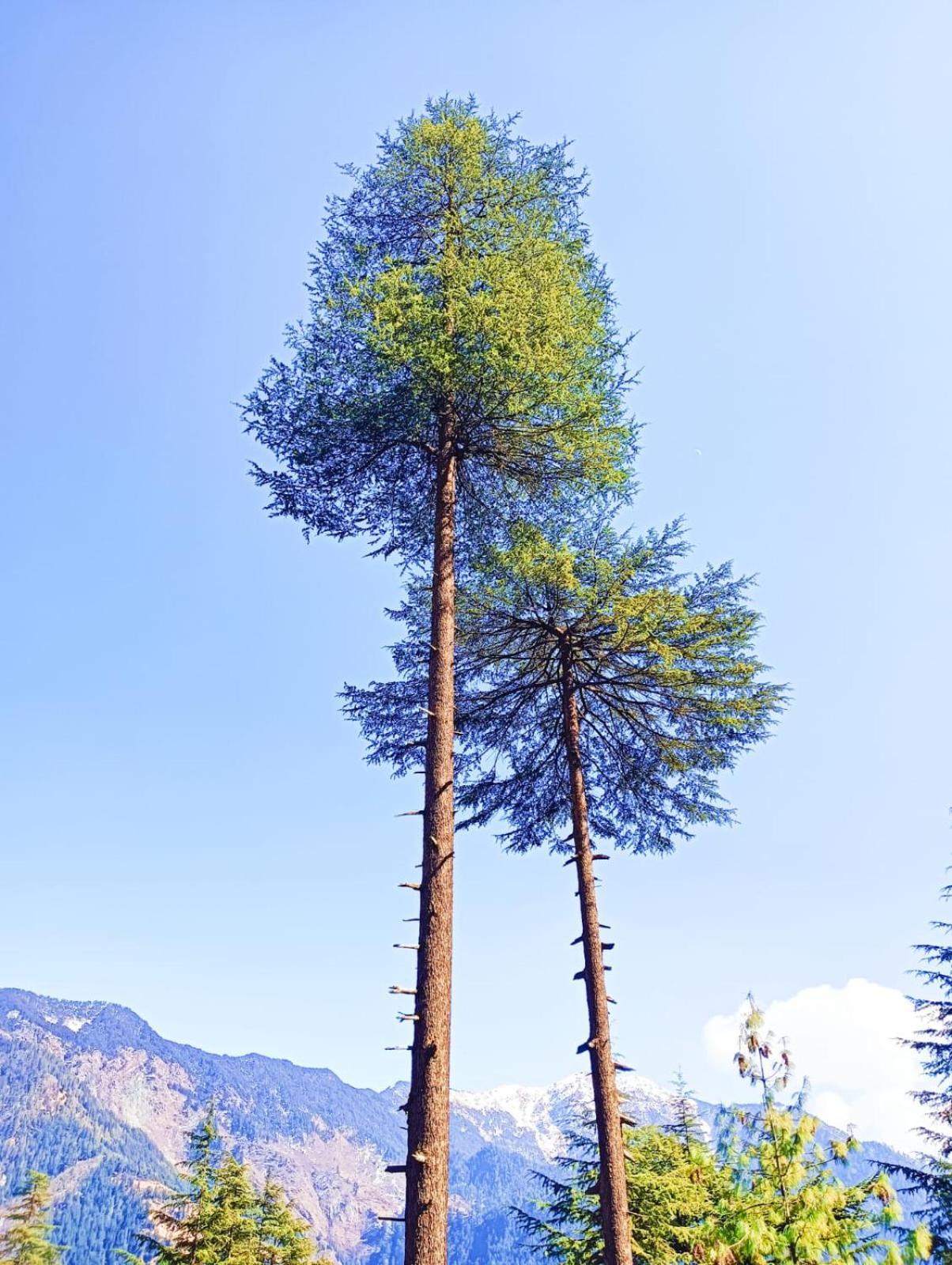 Forest View Cottage Jibhi Luaran gambar